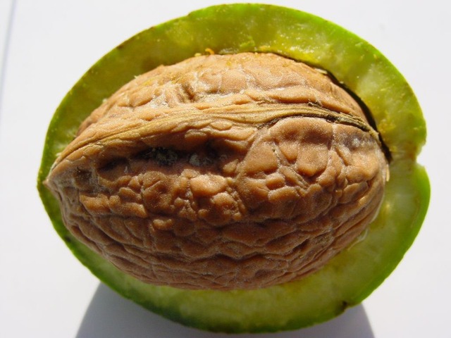 Fresh Walnuts Health Benefits, Nutrition Facts & Storage