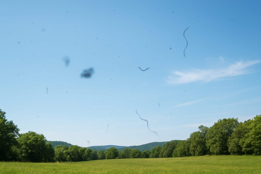 Natural remedies to get rid of eye floaters illustrated by dark spots and squiggly lines across a bright landscape sky.